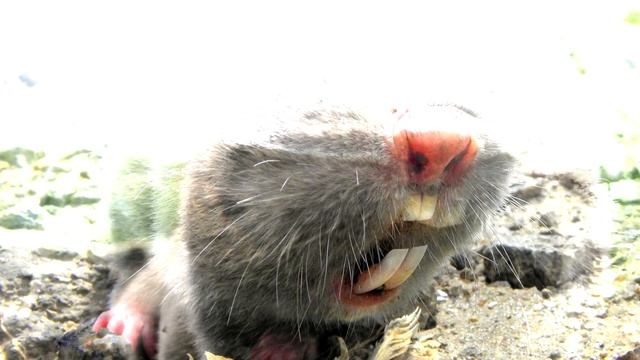 Слепыш - интересные факты смотреть онлайн