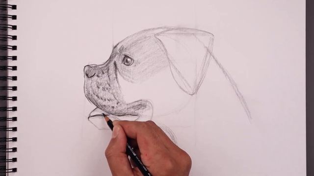 How To Draw a Dog | Boxer Sketch Tutorial смотреть онлайн