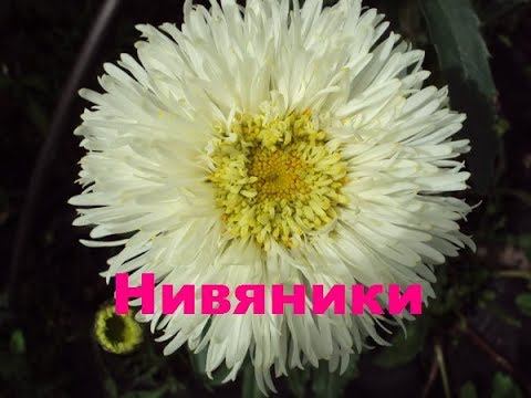 Нивяники, ромашки смотреть онлайн