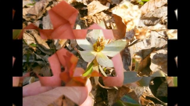 Поход за белым шафраном смотреть онлайн