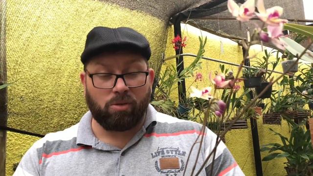 Coelogyne Flaccida , Dendrochillum Glumaceum | Conhecendo Orquídeas.