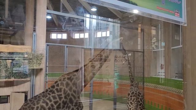 Жирафы в Красноярском зоопарке смотреть онлайн