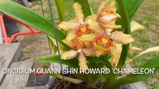 Oncidium Guann Shin Howard 'Chameleon' & Coelogyne pandurata #orchids | Norehan Othman смотреть онлайн
