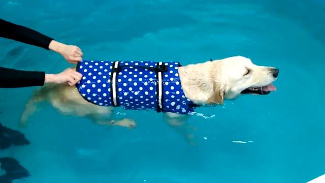 Голден ретривер смотреть онлайн