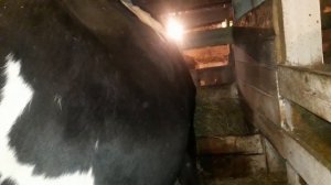 Определяем стельность коровы!