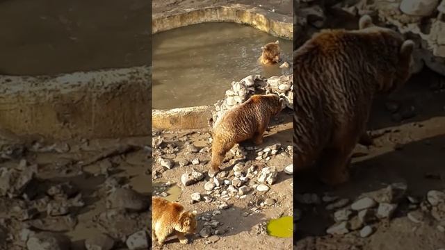 Zoopark Tbilisi. смотреть онлайн