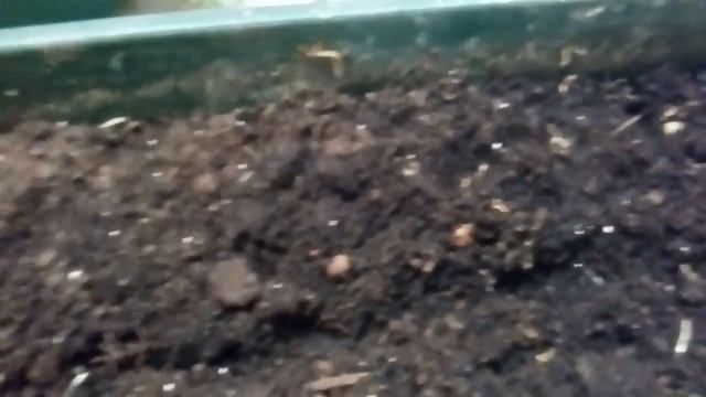 #Цветы#На-Лоджии# Посадка Балконных Растений. Цветы На Лоджии. смотреть онлайн