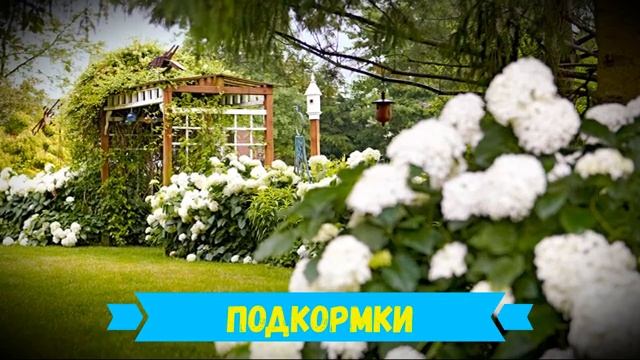 Уход за гортензией в открытом грунте: полив, подкормка и обрезка смотреть онлайн