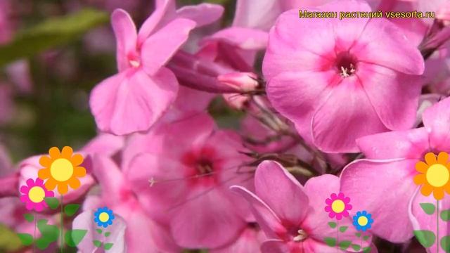 Флокс метельчатый Миннехаха. Краткий обзор, описание характеристик phlox paniculata Minnehaha смотреть онлайн