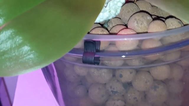 Ф/ph. Лиодоро/Liodoro Sweet Memory и Surf song (возможно....) смотреть онлайн