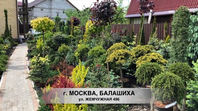 СУПЕР ПОКУПКИ. ПЕРВЫЕ ЕЛИ В НАШ САД. КАКУЮ ЕЛЬ ВЫБРАТЬ И ГДЕ КУПИТЬ ХОРОШЕГО КАЧЕСТВА. ОБЗОР + СОРТ смотреть онлайн