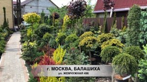 СУПЕР ПОКУПКИ. ПЕРВЫЕ ЕЛИ В НАШ САД. КАКУЮ ЕЛЬ ВЫБРАТЬ И ГДЕ КУПИТЬ ХОРОШЕГО КАЧЕСТВА. ОБЗОР + СОРТ