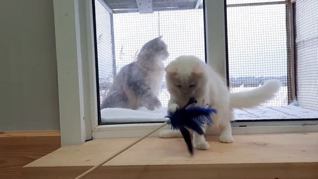 Вольер для котят и кошек. Антикошка. смотреть онлайн