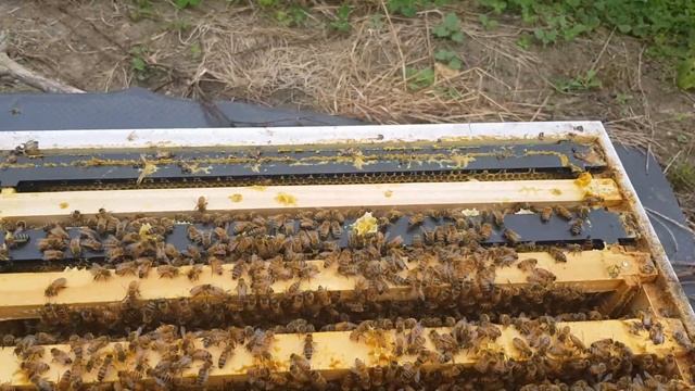 Starter hive set up and queen смотреть онлайн