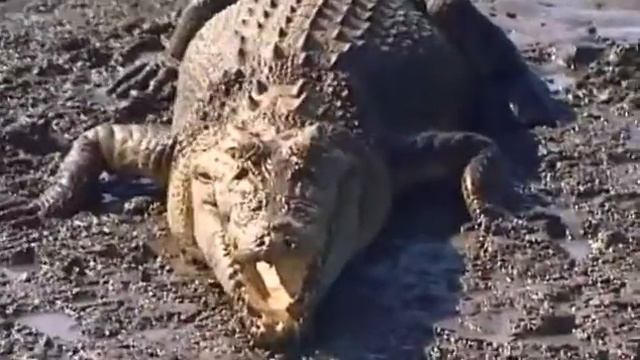 Національний парк какаду смотреть онлайн