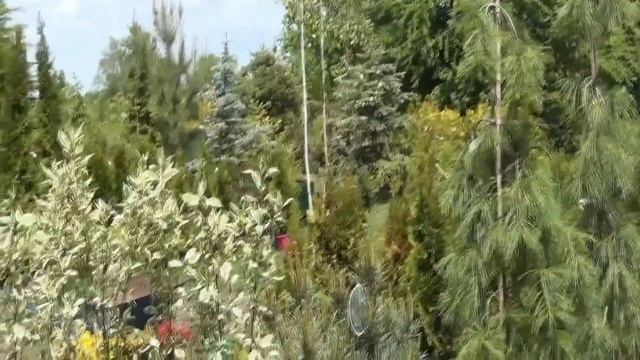 Питомник декоративных растений Грин леди Олеандры ВиолыПетунии Розы смотреть онлайн