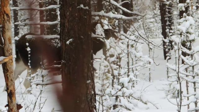 Северные олени в заказнике Архангельской области смотреть онлайн
