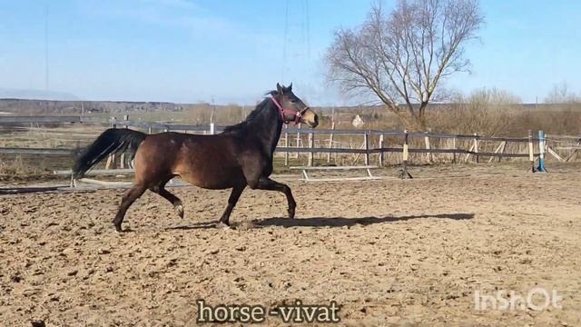 Аглая Виват (Галон - Хазарка), кобыла тракененской породы, 2014 г.р., линия Дампфросса. смотреть онлайн