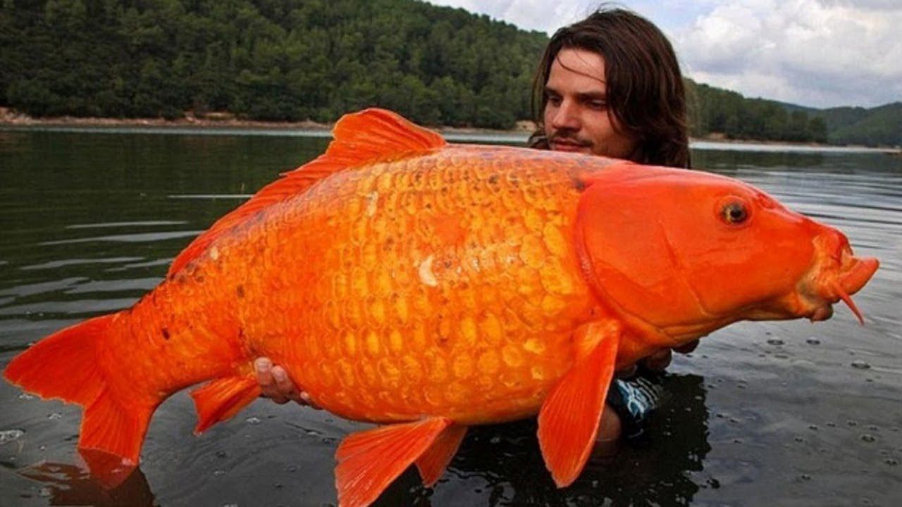 ДОМАШНИЕ ЖИВОТНЫЕ, КОТОРЫХ НЕЛЬЗЯ ВЫПУСКАТЬ В ДИКУЮ ПРИРОДУ смотреть онлайн