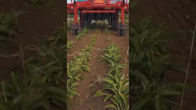 #питомникрастений #ландшафтныйдизайн #garden #flower #plant #пузыреплодник #nursery #мотивация смотреть онлайн