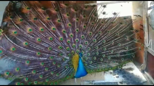 Павлин, описание и характеристики смотреть онлайн