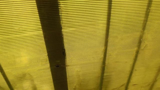 Роза Нельсон Монфор смотреть онлайн