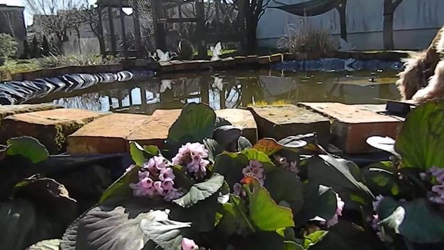 Bergenia in My Garden смотреть онлайн