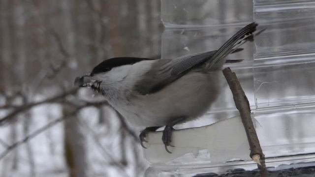 Кормушка для птиц зимой, синицы, поползни смотреть онлайн