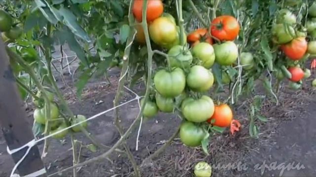 ШАПКА МАРШАЛА смотреть онлайн