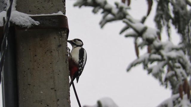 Птицы 18 декабря смотреть онлайн