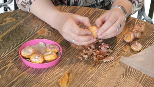 Гладиолусы выращивание ? Когда сажать луковичные цветы весной?