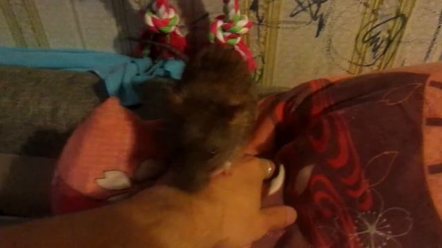 Ючики - неугомонный пасюк, или "Не надо так делать"! (Wild Rats | Дикие Крысы) смотреть онлайн