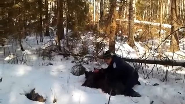 Борьба с кабаном в эстонии. смотреть онлайн