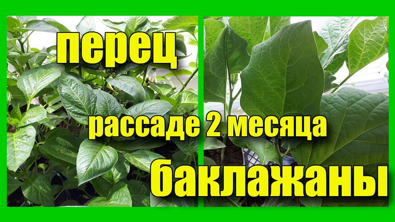 Как Вырастить Шикарную рассаду Перца и Баклажанов Какие важные ПОДКОРМКИ применяла Мой опыт смотреть онлайн