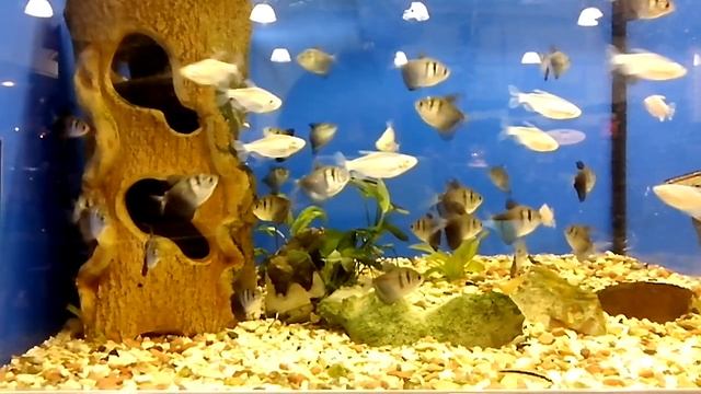 Водорослеед, Тетра "Конго" золотая, Тернеция . Algae, Tetra "Congo" Gold, Black tetra смотреть онлайн