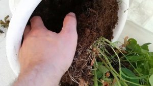 Выращивание картофеля дома. Картофель на балконе. Картошка в цветочном горшке.