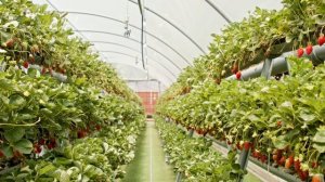 Выращивание клубники в мешках круглый год - бизнес идея