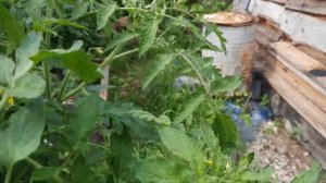 Томат Засолочное чудо. Чудо он и есть, сладкий даже бурый. Обзор томатов по сортам на 29.07.21