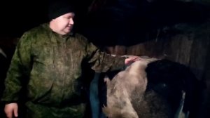 Как определить стельная ли корова.