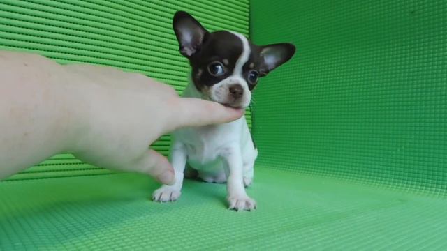 ПРОДАЮ - МАРИ МИСТИК ЦИСАННА ТЕНЕРИЦА - 1,5 МЕС #КУПЛЮЧИХУА#ПРОДАЮЩЕНКА смотреть онлайн