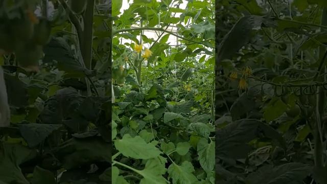 Выращивание томатов черри в теплице. Как вырастить томаты черри. Подкормки для томатов весной. смотреть онлайн