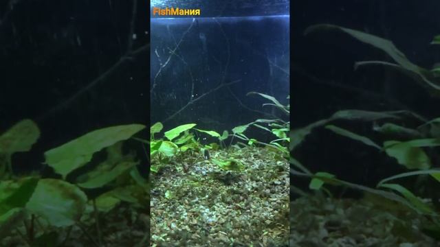 Рыболовная Новинка!? Грузик джиг риг - PJR. Вы такого еще не видели? #shorts смотреть онлайн