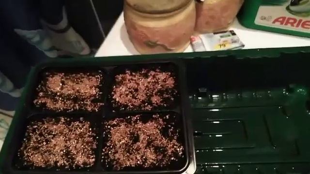 Сеем, портулак и камниломку! 🌺 смотреть онлайн