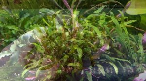 Гигрофила перистонадрезанная / пиннатифида / Hygrophila pinnatifida