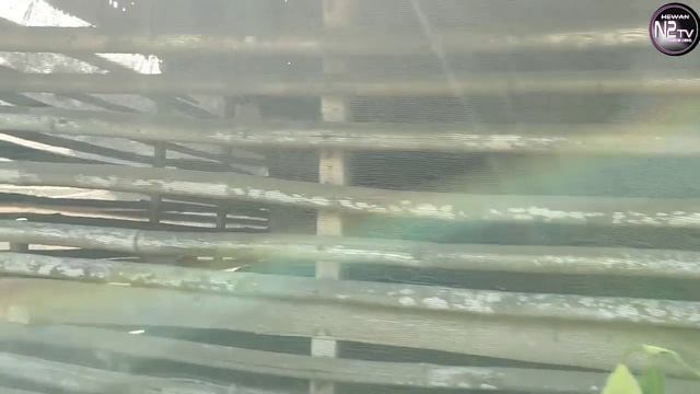 60 EKOR KAMBING KACANG FULL BLOOD TIDAK NGARIT, TIDAK BELI PAKAN смотреть онлайн