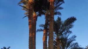 Nuweiba Club Resort 4*, Нувейба Клаб, Египет, обзор территории отеля