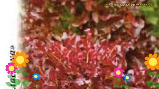 Салат листовой Уно Моменто. Краткий обзор, описание характеристик, где купить семена lactuca sativa смотреть онлайн