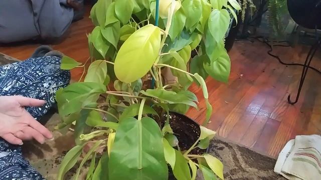 Suzette'Garden Philodendron Lemon Lime Plants & Care смотреть онлайн