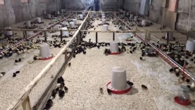 Курочки Несушки доминант смотреть онлайн