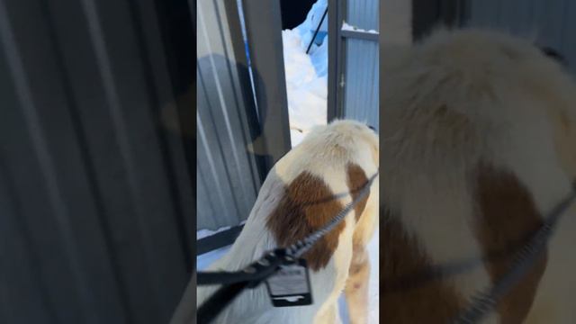 Черкес 🐾 смотреть онлайн